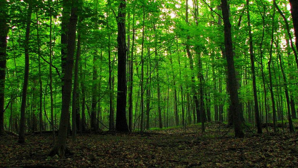 Fungsi Hutan Bagi Manusia