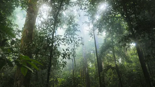 Mengenal Jenis Ekosistem Indonesia dan Pelestariannya post thumbnail image