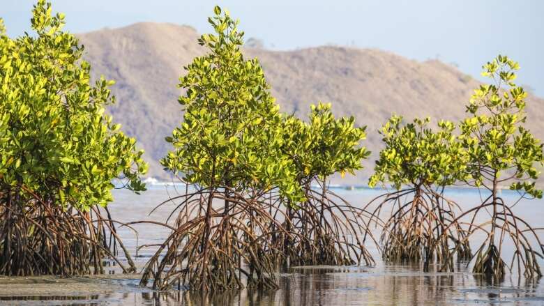 PelestarianMangrove