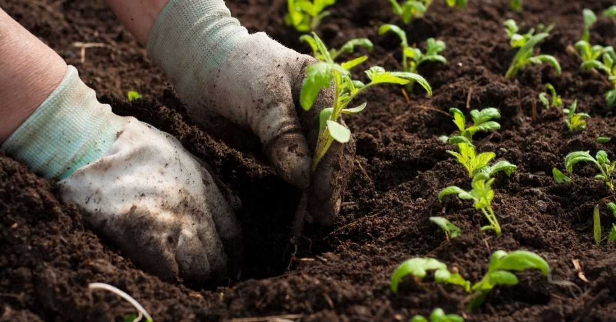 Solusi Efektif Pulihkan Ekosistem