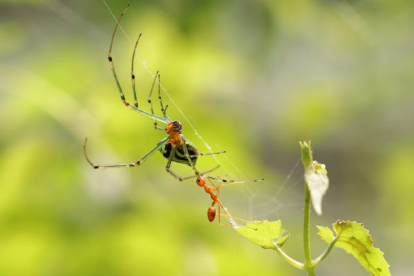 Rantai Makanan di Hutan: Keseimbangan Ekosistem Alam post thumbnail image