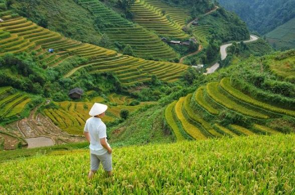 Sumber Daya Alam yang Dapat Diperbaharui
