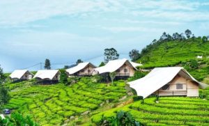Glamping Keluarga