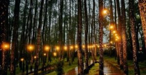 Wisata Hutan Pinus
