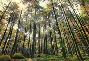 Wisata Hutan Pinus