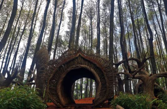 Wisata Hutan Pinus