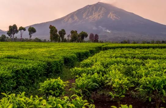 Wisata Kebun Teh di Indonesia