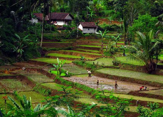 ekowisata desa