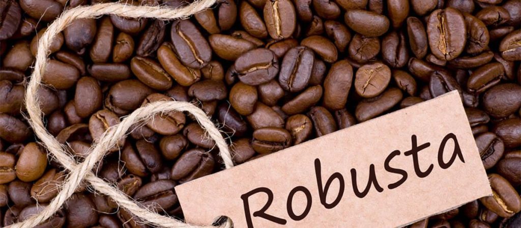 Robusta – Kuat, Pahit, dan Kaya Kafein