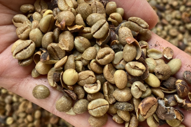 Liberika – Eksotis dan Beraroma Kayu